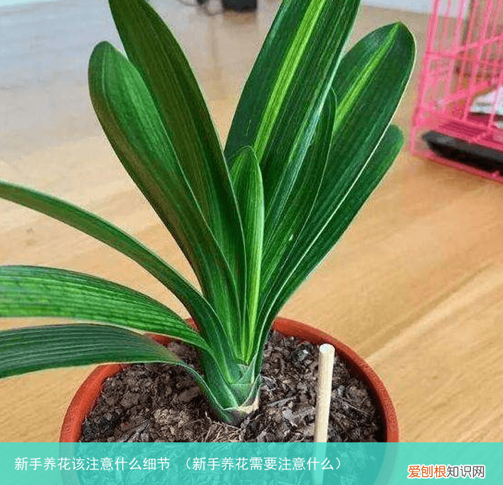 新手养花需要注意什么 新手养花该注意什么细节