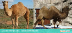 动物趣味知识竞赛题库答案 动物趣味知识竞赛题库及答案