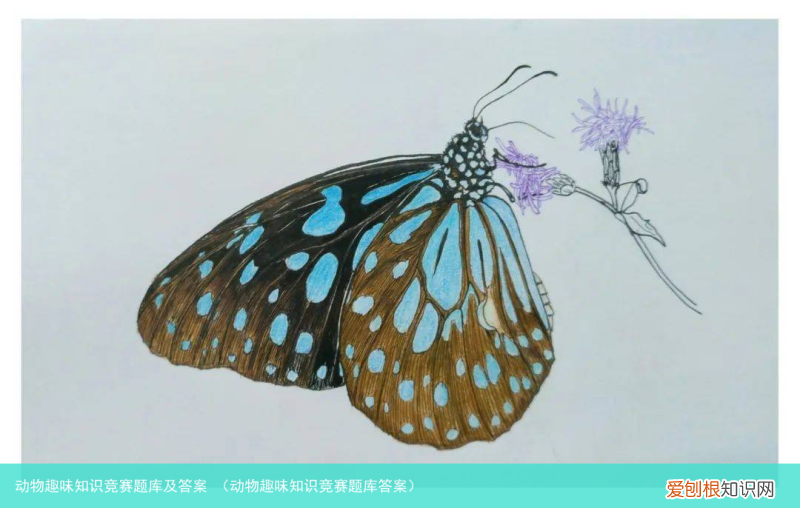 动物趣味知识竞赛题库答案 动物趣味知识竞赛题库及答案