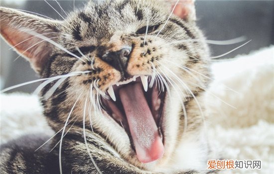 猫口腔炎什么症状,猫口腔炎怎么引起的,猫口腔炎症，猫咪口腔炎是什么原因