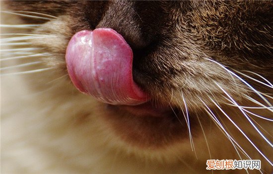 猫口腔炎什么症状,猫口腔炎怎么引起的,猫口腔炎症，猫咪口腔炎是什么原因