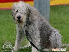 奥达猎犬随行怎么训练，猎水獭犬出门随行训练方法