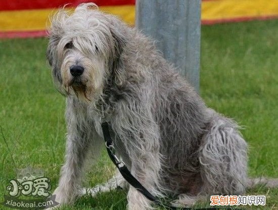 奥达猎犬随行怎么训练，猎水獭犬出门随行训练方法