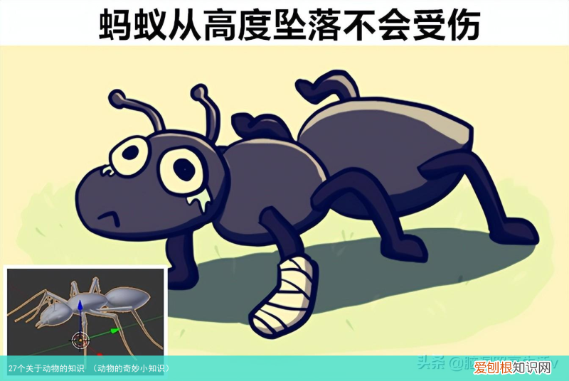 动物的奇妙小知识 27个关于动物的知识