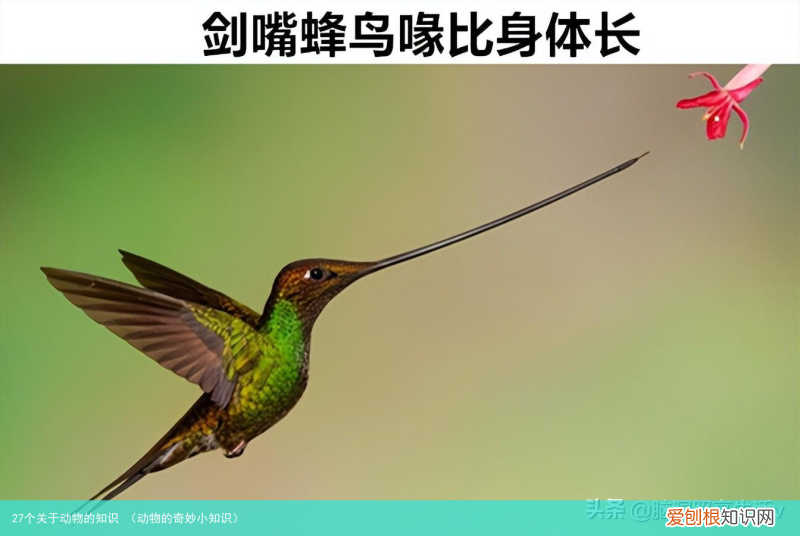 动物的奇妙小知识 27个关于动物的知识