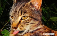 猫口腔溃疡是怎么回事,猫口腔溃疡是什么引起的,引起猫口腔溃疡的原因有哪些