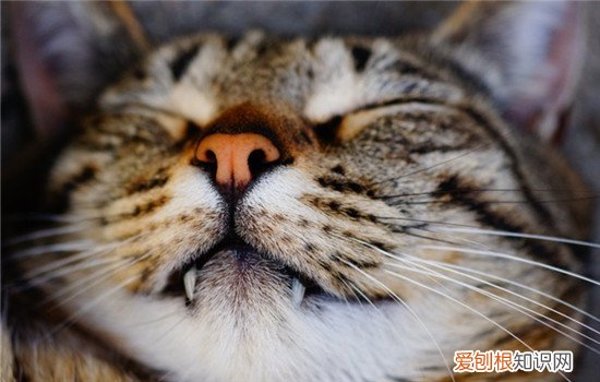 猫口腔溃疡是怎么回事,猫口腔溃疡是什么引起的,引起猫口腔溃疡的原因有哪些