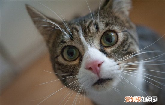 猫咪张着嘴巴呼吸急促怎么办,猫咪张着嘴巴是为什么,猫咪一直张着嘴巴