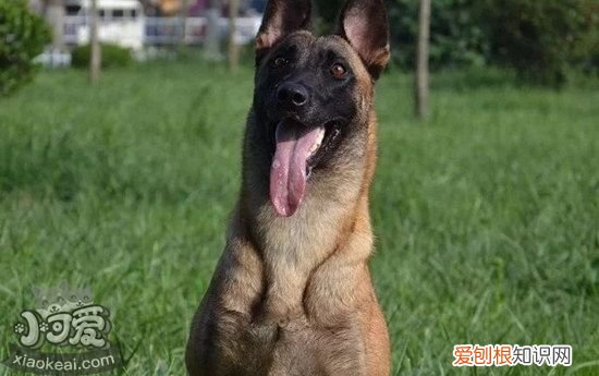 马里努阿犬随行怎么训练,马里努阿犬出门随行训练方法,如何训练马犬随行