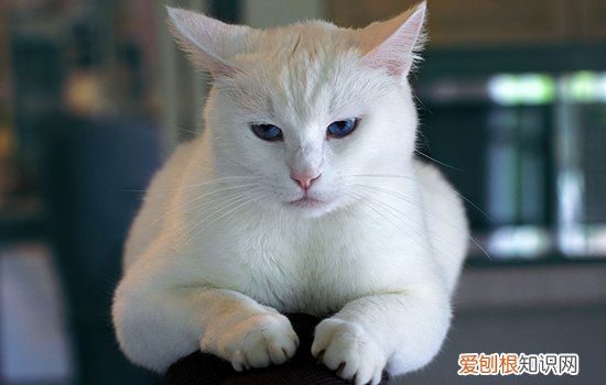 公猫尿路感染用药,公猫尿路感染吃什么药,公猫尿路感染用什么药，公猫尿路感染吃什么人吃的药管用