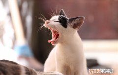 猫咪乳房有硬块是怀孕吗,猫咪乳房有硬块怎么处理,猫咪哺乳期乳房有硬块怎么处理