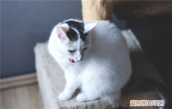 猫咪乳房有硬块是怀孕吗,猫咪乳房有硬块怎么处理,猫咪哺乳期乳房有硬块怎么处理