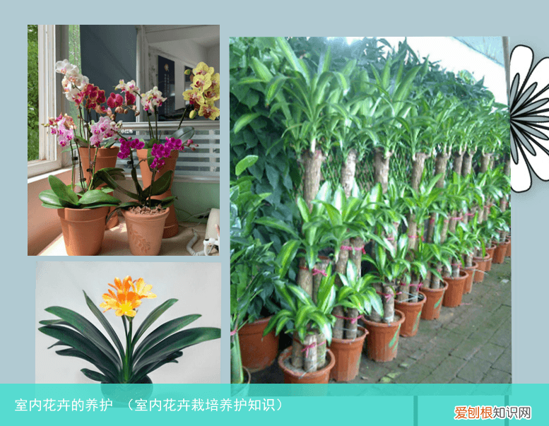 室内花卉栽培养护知识 室内花卉的养护