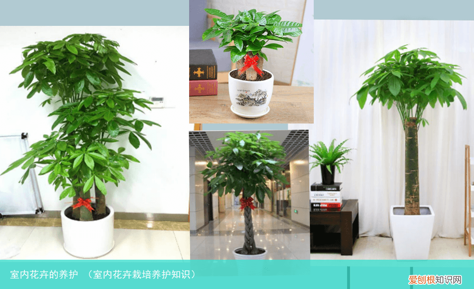 室内花卉栽培养护知识 室内花卉的养护