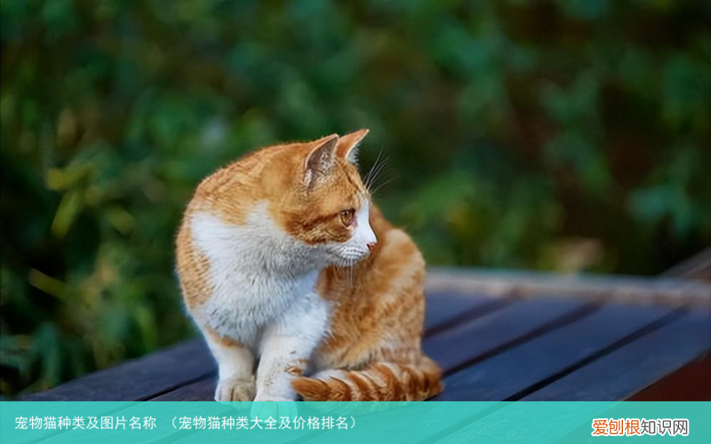 宠物猫种类大全及价格排名 宠物猫种类及图片名称