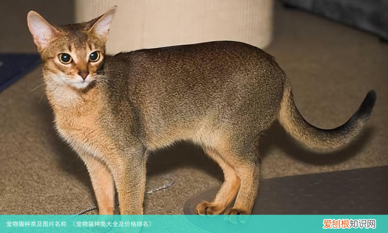 宠物猫种类大全及价格排名 宠物猫种类及图片名称