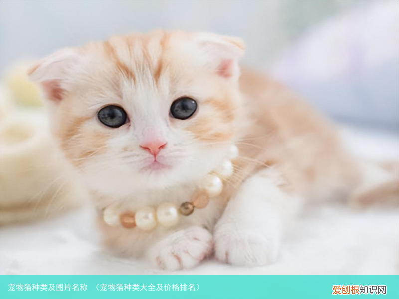 宠物猫种类大全及价格排名 宠物猫种类及图片名称