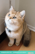 宠物猫种类大全及价格排名 宠物猫种类及图片名称