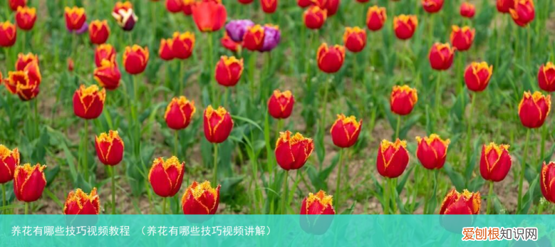 养花有哪些技巧视频讲解 养花有哪些技巧视频教程