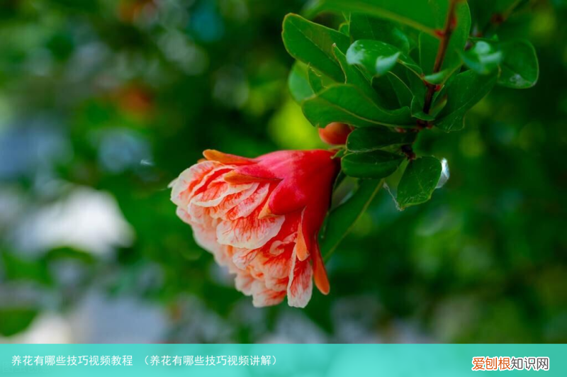 养花有哪些技巧视频讲解 养花有哪些技巧视频教程