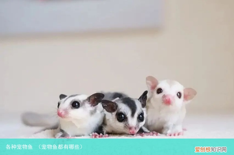 宠物鱼都有哪些 各种宠物鱼