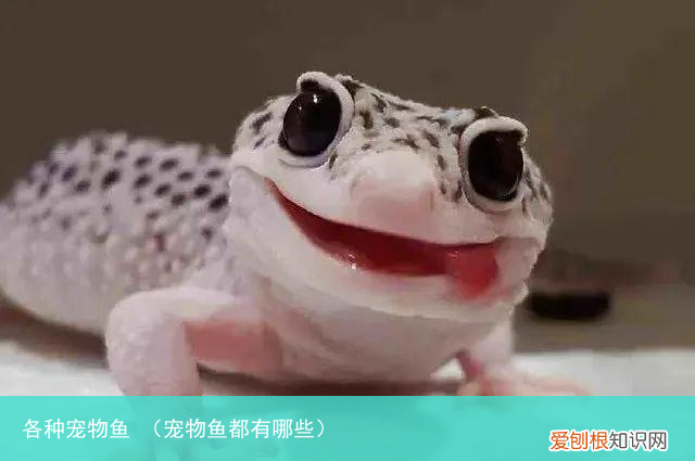 宠物鱼都有哪些 各种宠物鱼
