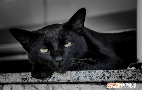 猫吐黄水拉稀精神不振,猫吐黄水拉稀经常打喷嚏,猫吐黄水拉稀呼吸有喘气