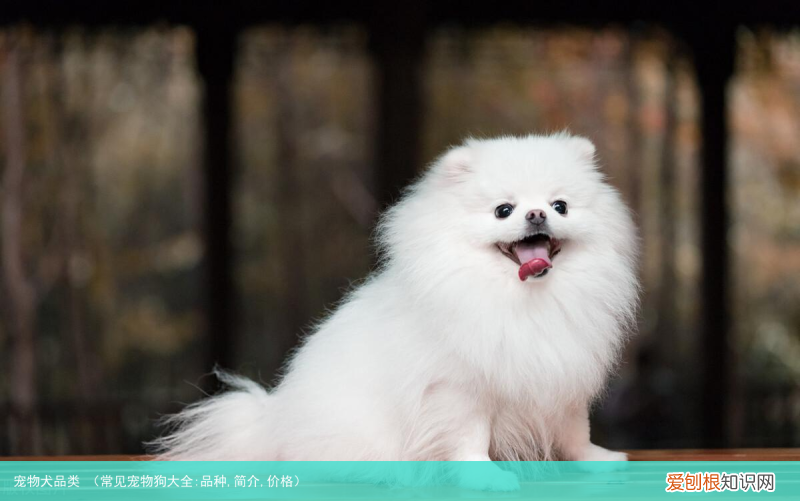 常见宠物狗大全:品种,简介,价格 宠物犬品类