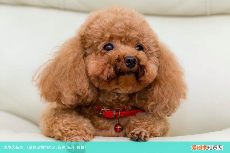 常见宠物狗大全:品种,简介,价格 宠物犬品类