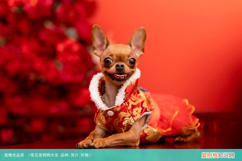 常见宠物狗大全:品种,简介,价格 宠物犬品类