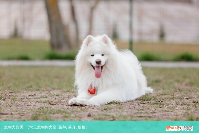 常见宠物狗大全:品种,简介,价格 宠物犬品类