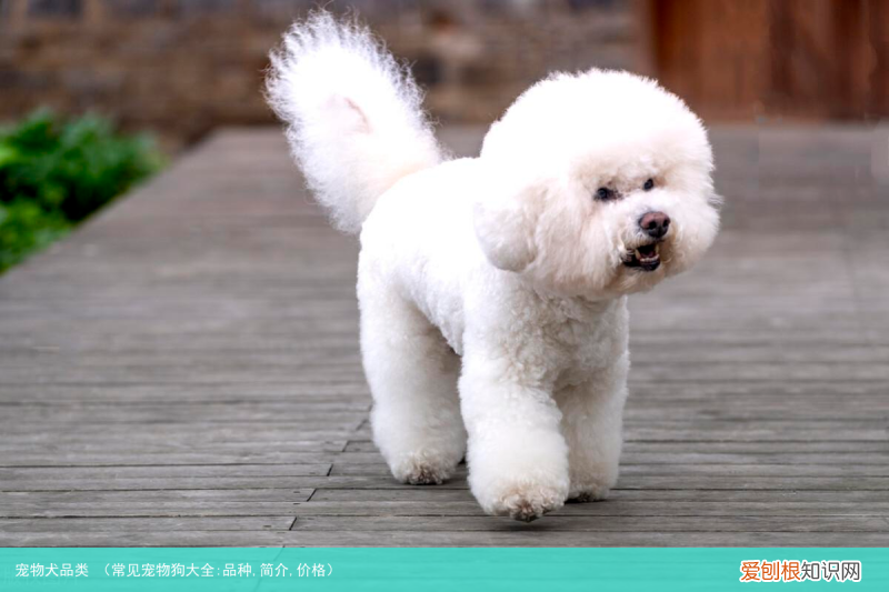 常见宠物狗大全:品种,简介,价格 宠物犬品类