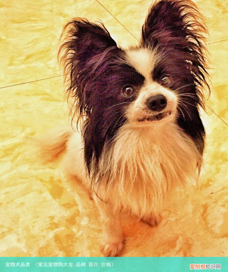 常见宠物狗大全:品种,简介,价格 宠物犬品类
