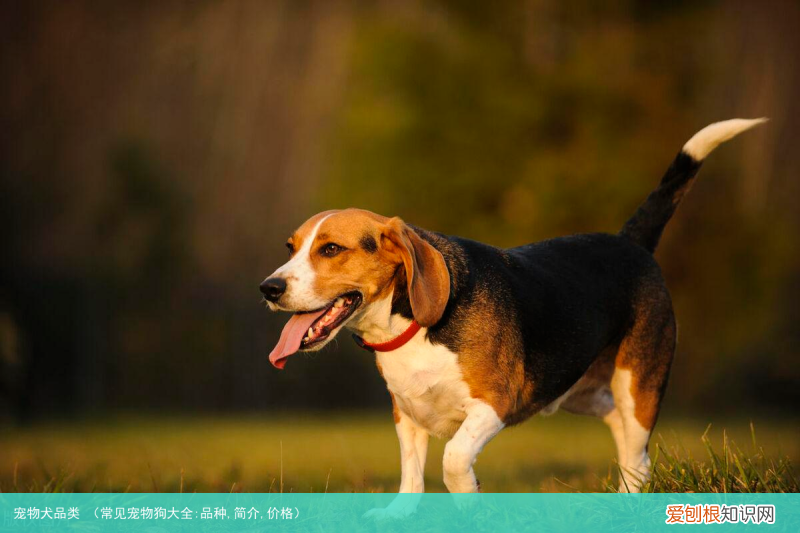 常见宠物狗大全:品种,简介,价格 宠物犬品类