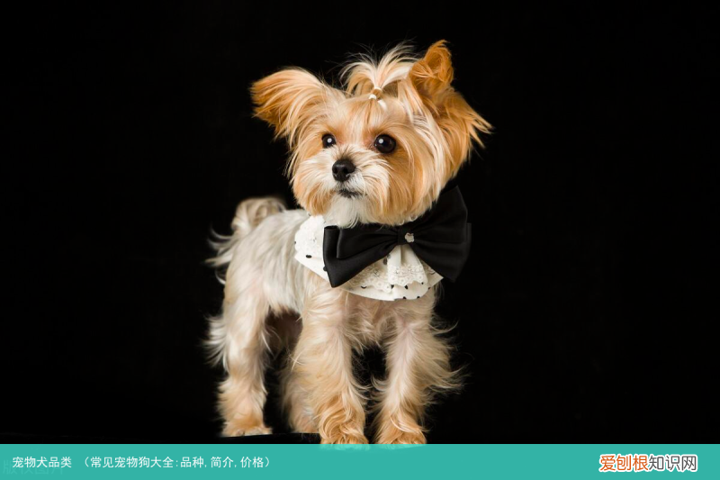 常见宠物狗大全:品种,简介,价格 宠物犬品类