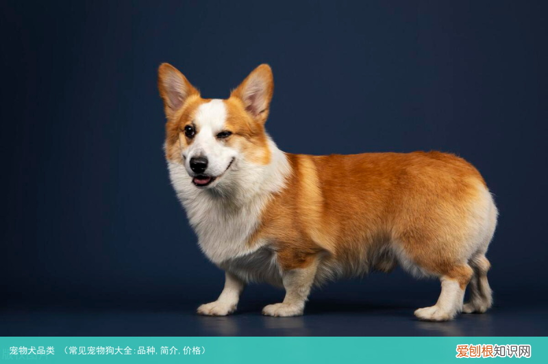 常见宠物狗大全:品种,简介,价格 宠物犬品类