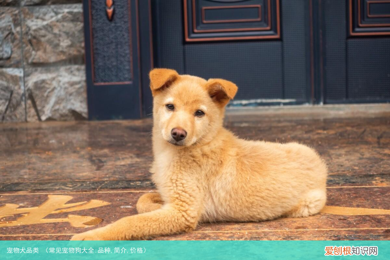 常见宠物狗大全:品种,简介,价格 宠物犬品类