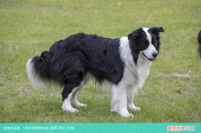 常见宠物狗大全:品种,简介,价格 宠物犬品类