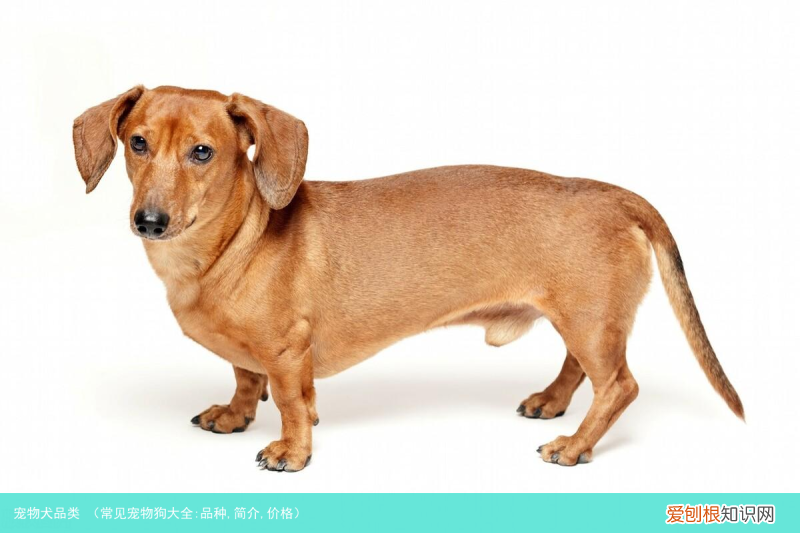 常见宠物狗大全:品种,简介,价格 宠物犬品类