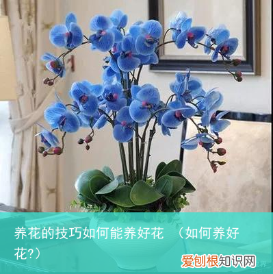 如何养好花? 养花的技巧如何能养好花