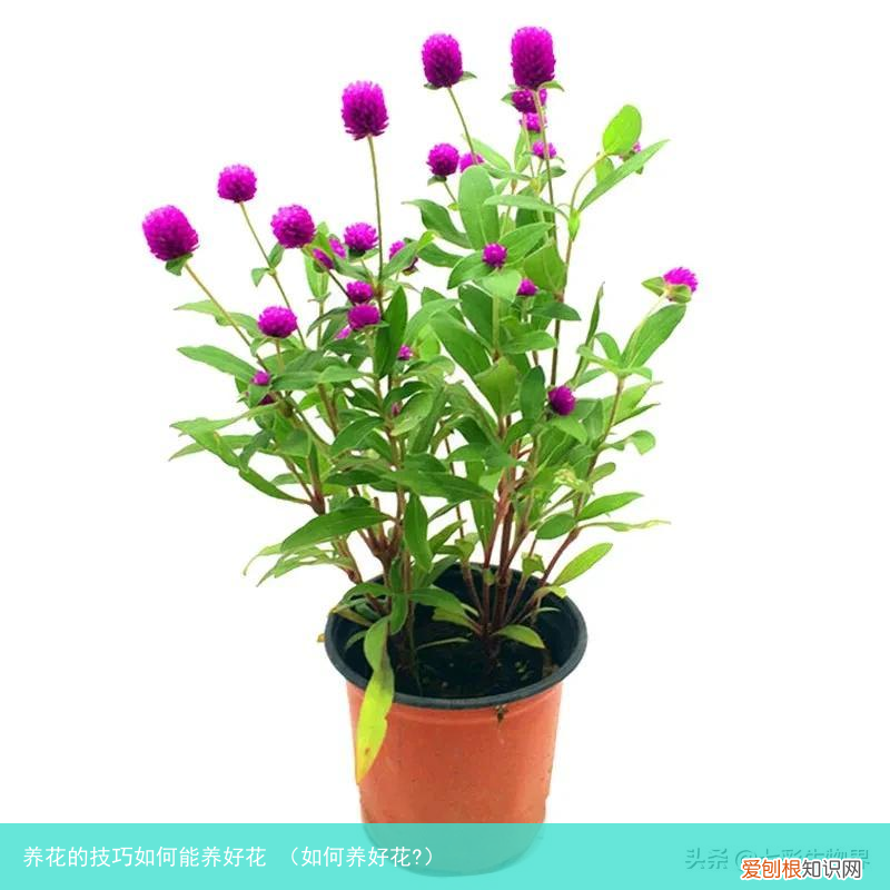 如何养好花? 养花的技巧如何能养好花