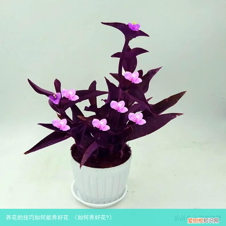 如何养好花? 养花的技巧如何能养好花