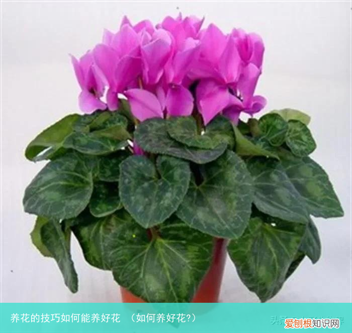 如何养好花? 养花的技巧如何能养好花
