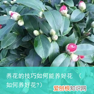 如何养好花? 养花的技巧如何能养好花