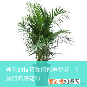 如何养好花? 养花的技巧如何能养好花