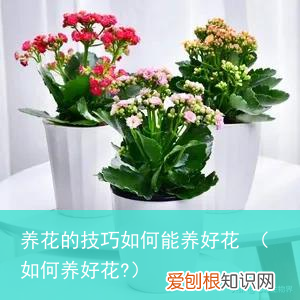 如何养好花? 养花的技巧如何能养好花