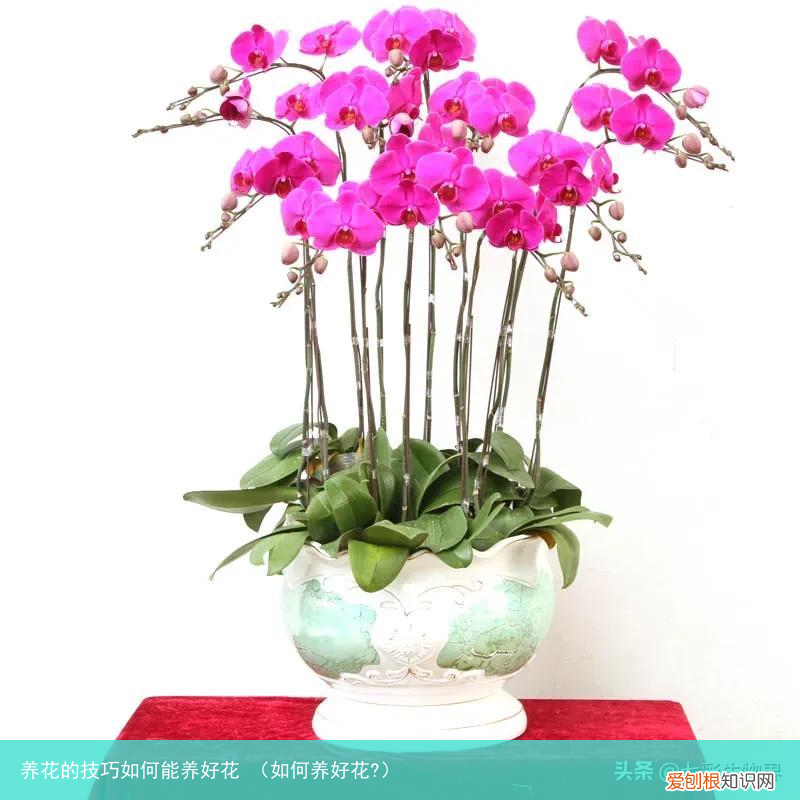 如何养好花? 养花的技巧如何能养好花