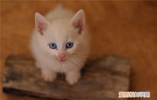 猫咪受伤了怎么办,猫咪受伤流血处理方法,猫咪受伤化脓了怎么办，猫伤口流脓了怎么办
