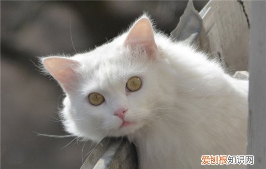 猫咪受伤了怎么办,猫咪受伤流血处理方法,猫咪受伤化脓了怎么办，猫伤口流脓了怎么办