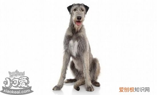 爱尔兰猎狼犬随行怎么训练，爱尔兰猎狼犬出门随行训练方法，猎犬的训练方法